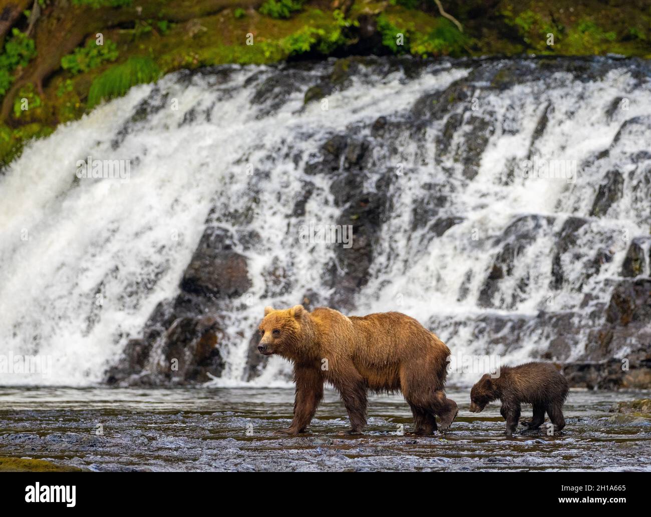 Brown bear, Chichagof Island, Tongass National Forest, Alaska. Stock Photo