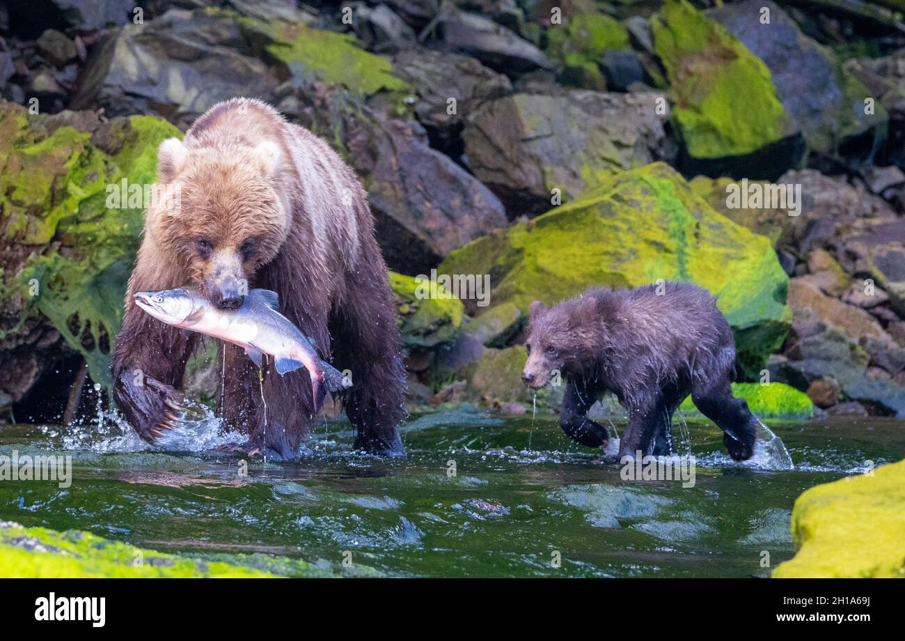 Brown / Grizzly Bear Fishing, Tongass National Forest, Alaska Stock Photo