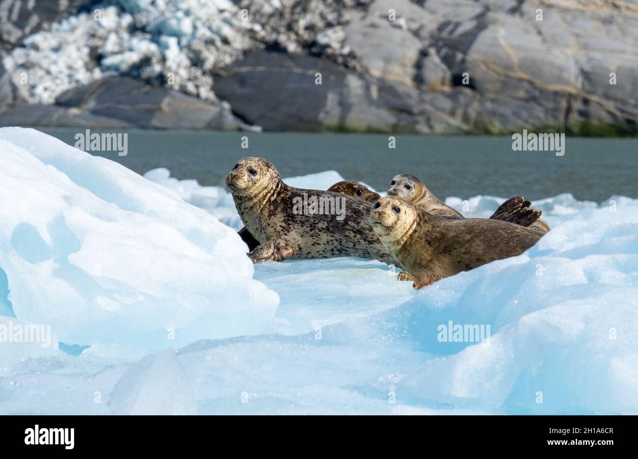 Harbor Seals, LeConte Glacier, Tongass National Forest, Alaska. Stock Photo