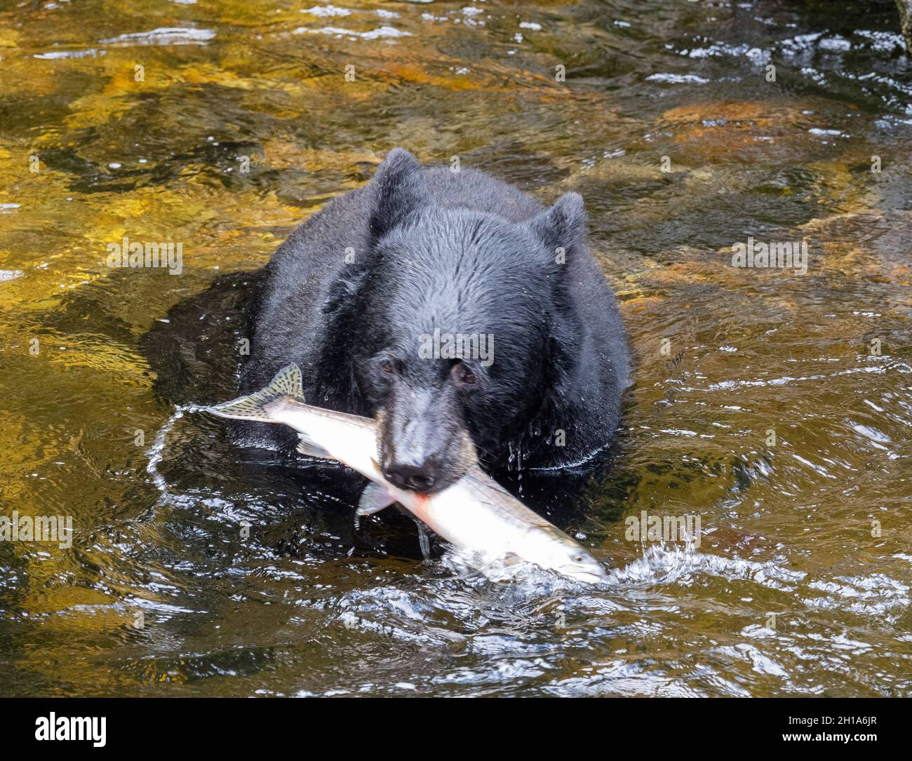 Black bear, Anan Wildlife Observatory Site, Tongass National Forest, Alaska. Stock Photo