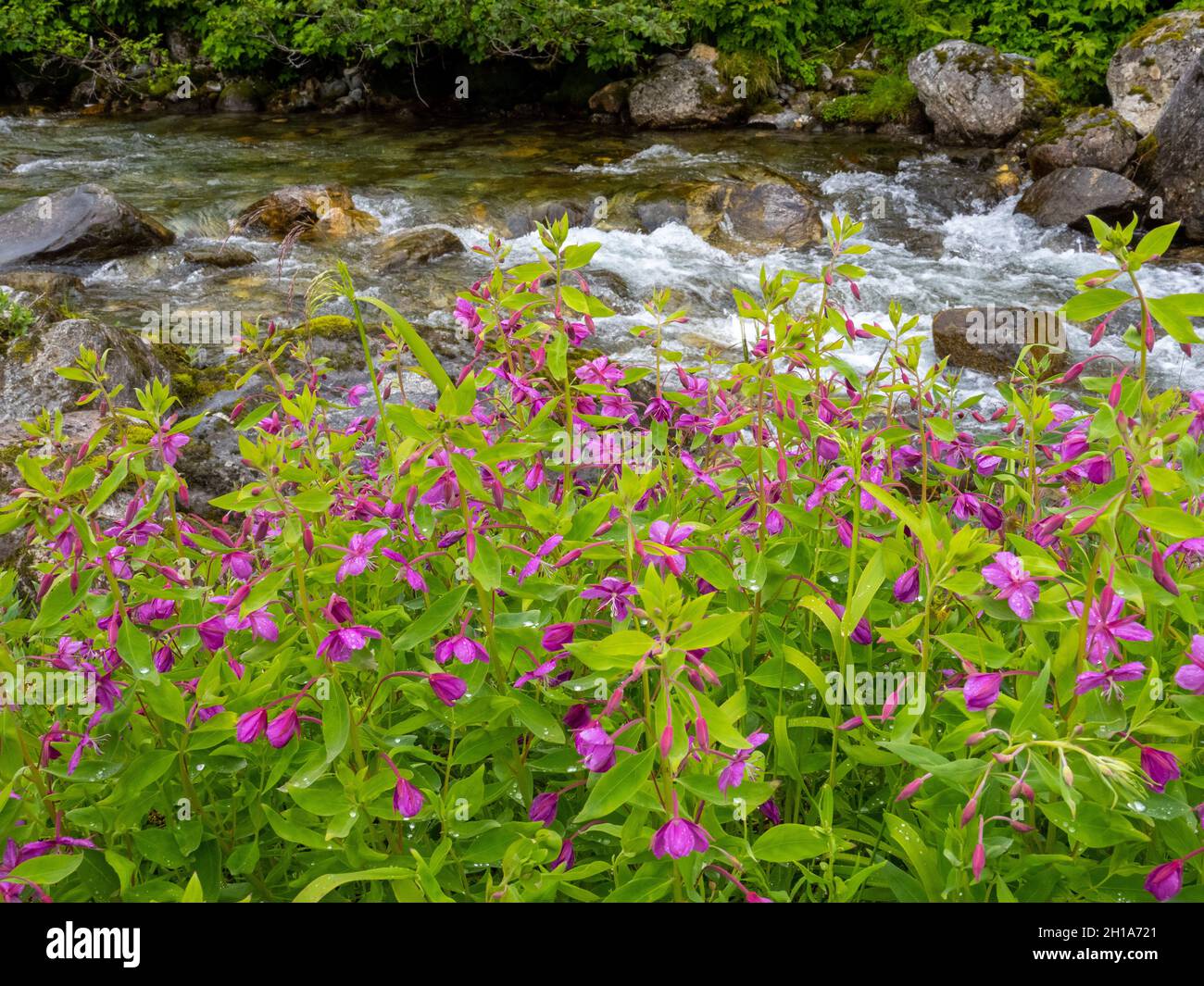 At Shakes Lake and Glacier, Stikine River, Stikine Leconte Wilderness, Tongass National Forest, near Wrangell, Alaska. Stock Photo