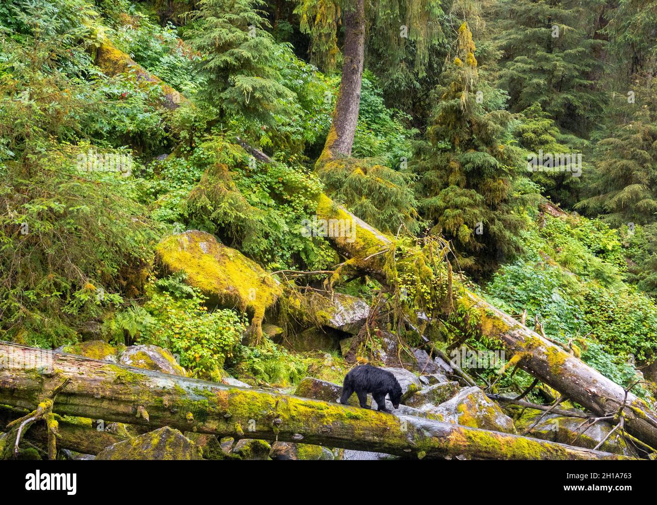 Black bears at Anan Creek Wildlife Viewing Site, Tongass National Forest, near Wrangell, Alaska. Stock Photo
