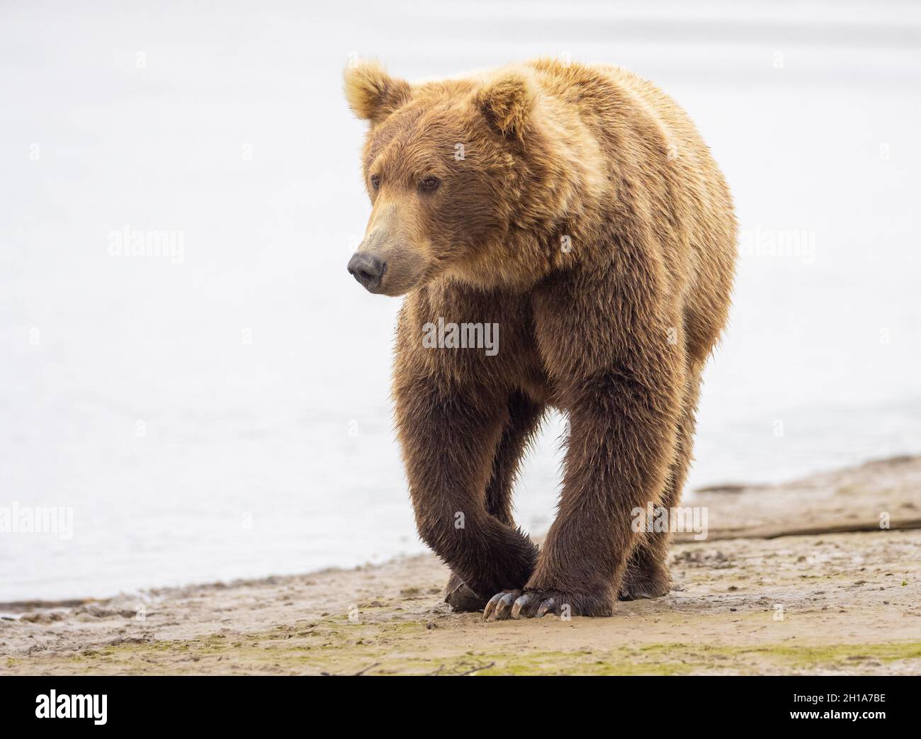 A Brown or Grizzly Bear, Katmai National Park, Hallo Bay, Alaska. Stock Photo