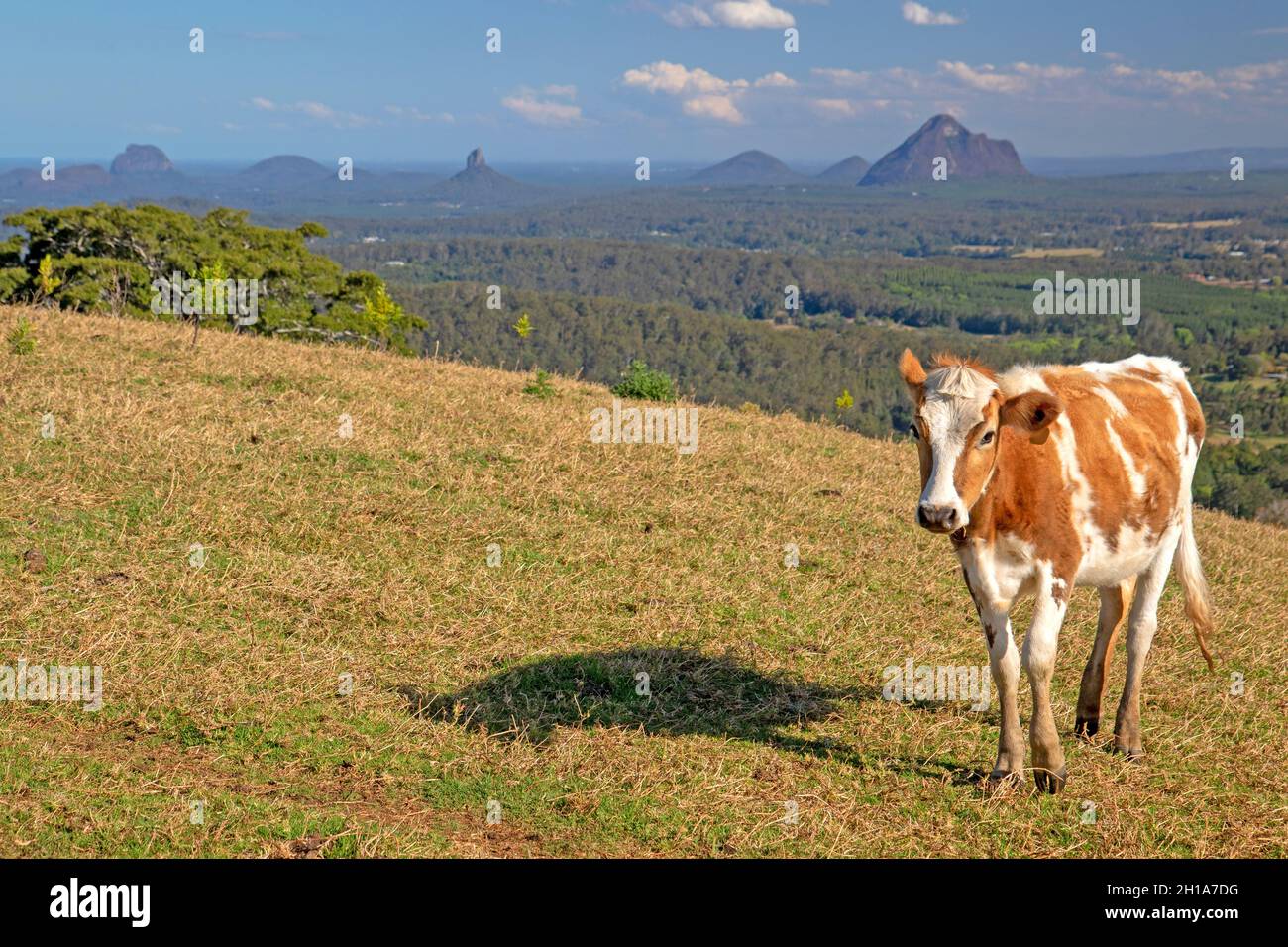 Cow and the Glass House Mountains Stock Photo Alamy