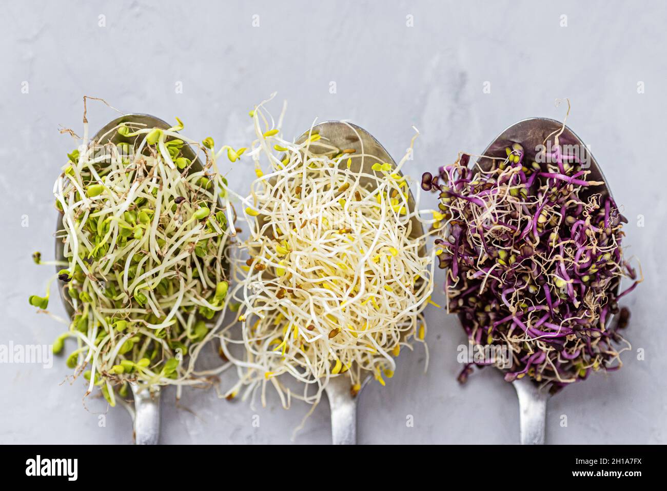 Flat lay top view of microgreens assortment on gray concrete background. Fresh alfalfa sprouts, broccoli flower buds, coral buds, mixed garnish Stock Photo
