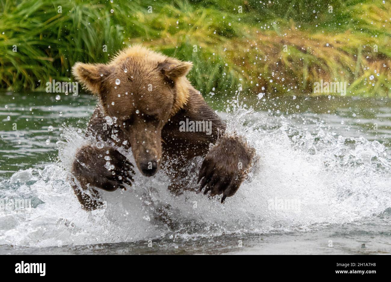 Brown / Grizzly Bear Fishing, Katmai National Park, Alaska Stock Photo
