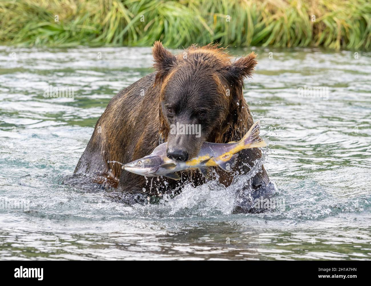 A Brown or Grizzly Bear, Katmai National Park, Alaska. Stock Photo