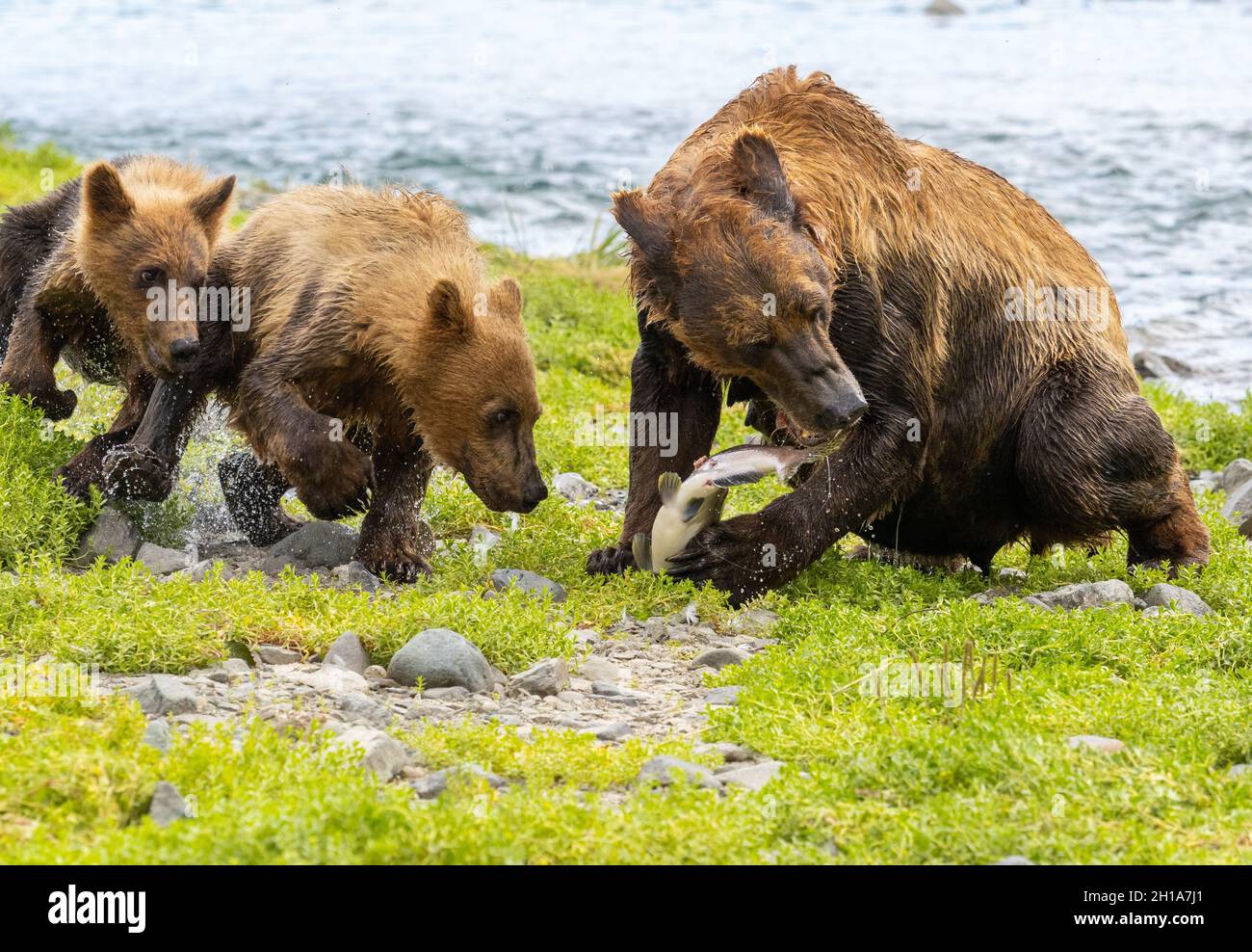 A Brown or Grizzly Bear, Katmai National Park, Alaska Stock Photo - Alamy