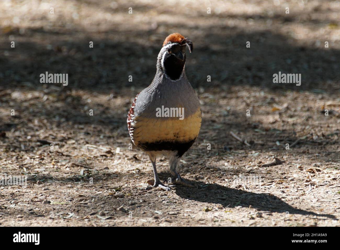 Gambel's Quail are abundant in the Arizona desert Stock Photo Alamy