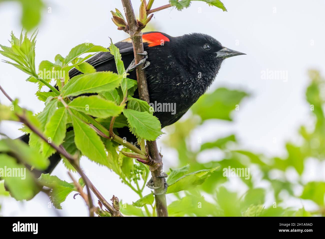 Red Winged Blackbird, , Agelaius phoeniceus, Burnaby Lake Regional Park, Burnaby, British Columbia, Canada Stock Photo