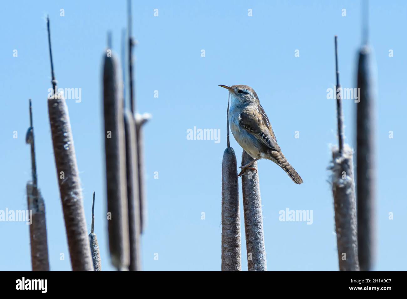 Marsh wren, Cistothorus palustris, George C. Reifel Migratory Bird Sanctuary, Delta, British Columbia, Canada Stock Photo