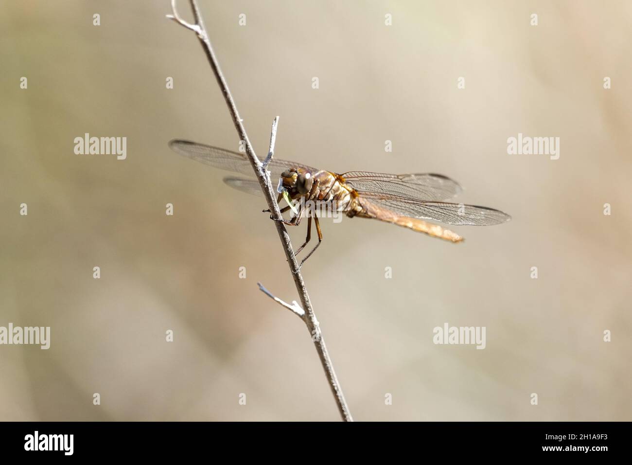 Dragonflies come in many different colors as seen at a recent outing to a riparian preserve Stock Photo