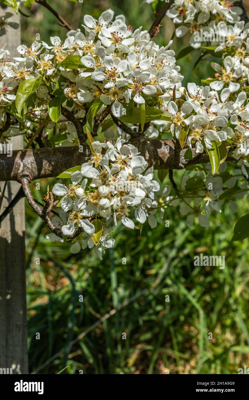Pear Blossom on Tree in Sping Stock Photo