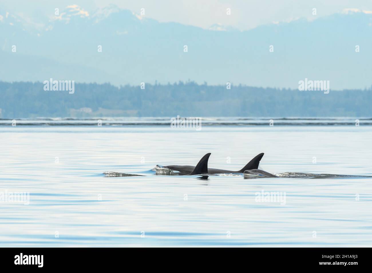 Orca Col Large Transient Orca or Bigg's Killer Whales, Orcinus orca, Salish Sea ...