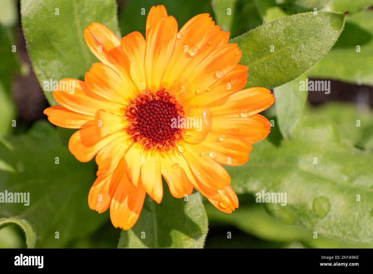 Calendula flower, Calendula officinalis, Vancouver, British Columbia