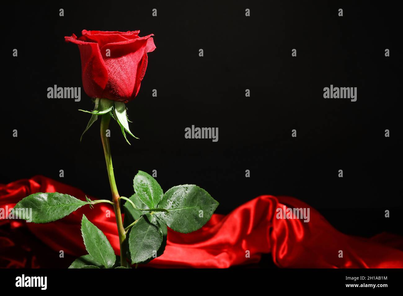 Beautiful red rose and silk on dark background Stock Photo - Alamy