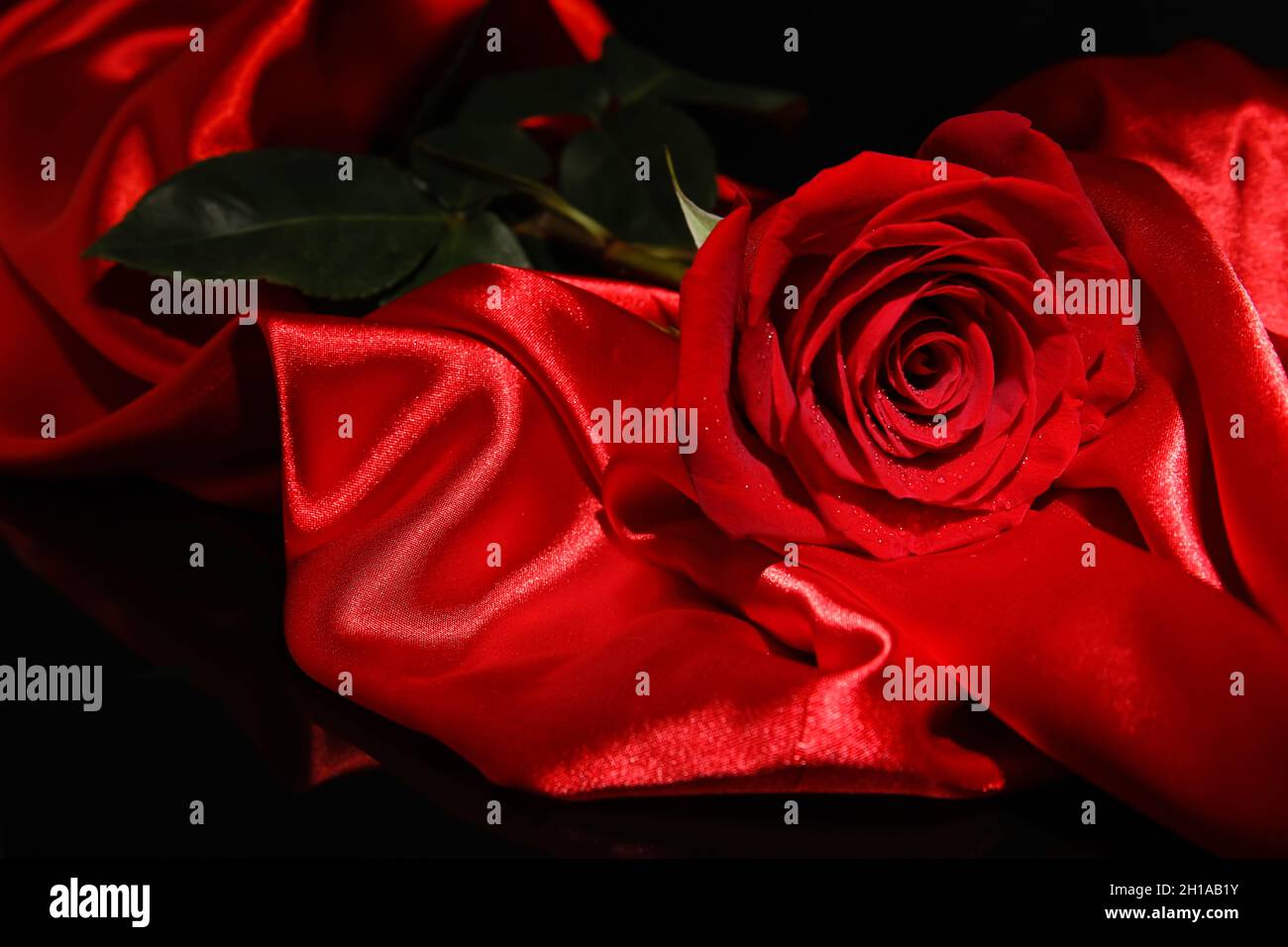 Beautiful red rose and silk on dark background Stock Photo - Alamy