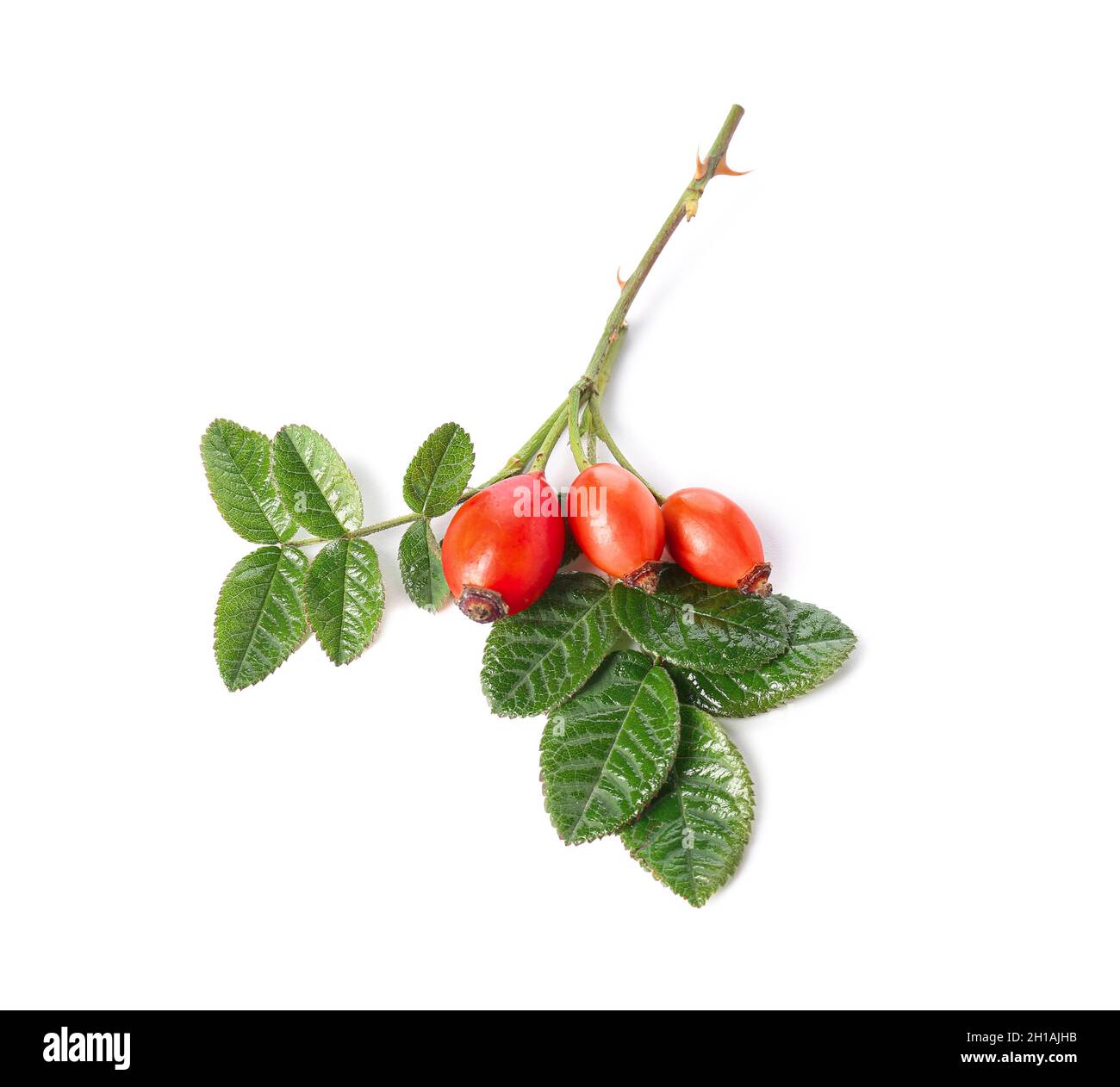 Ripe rose hip berries with leaves on white background Stock Photo - Alamy