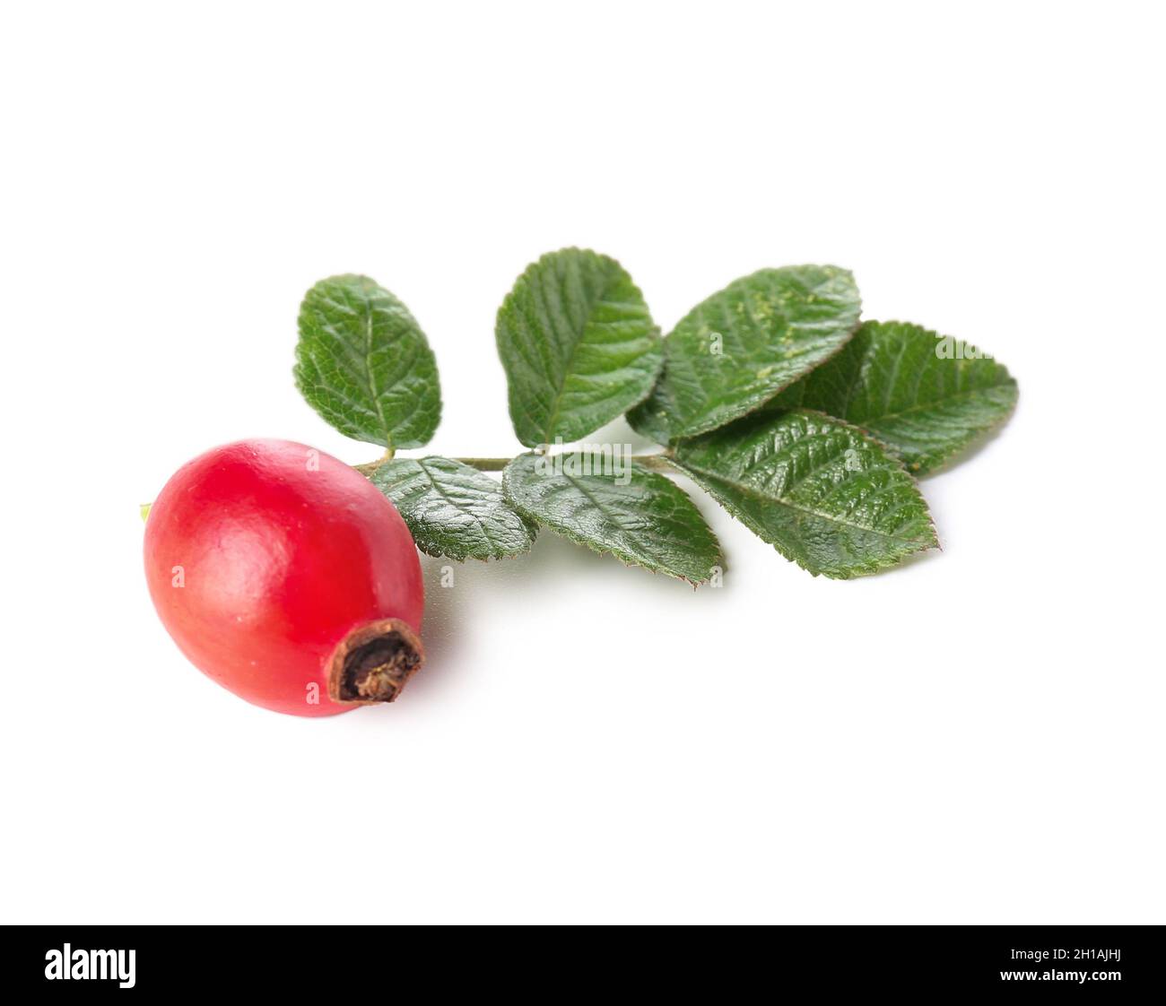 Ripe rose hip berries on white background Stock Photo - Alamy