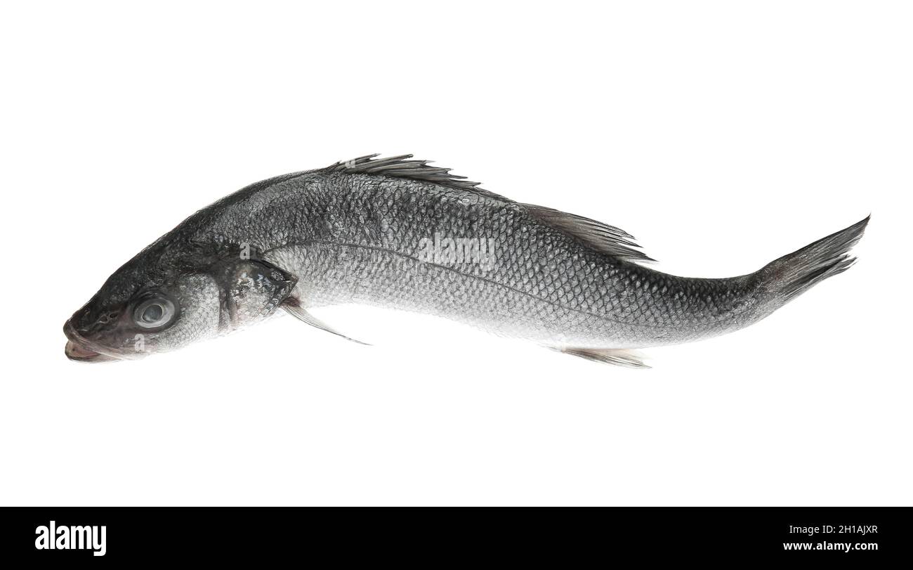 Fresh uncooked sea bass fish on white background Stock Photo - Alamy