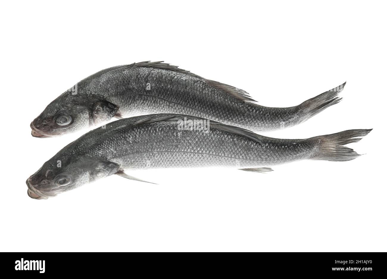 Fresh uncooked sea bass fish on white background Stock Photo - Alamy
