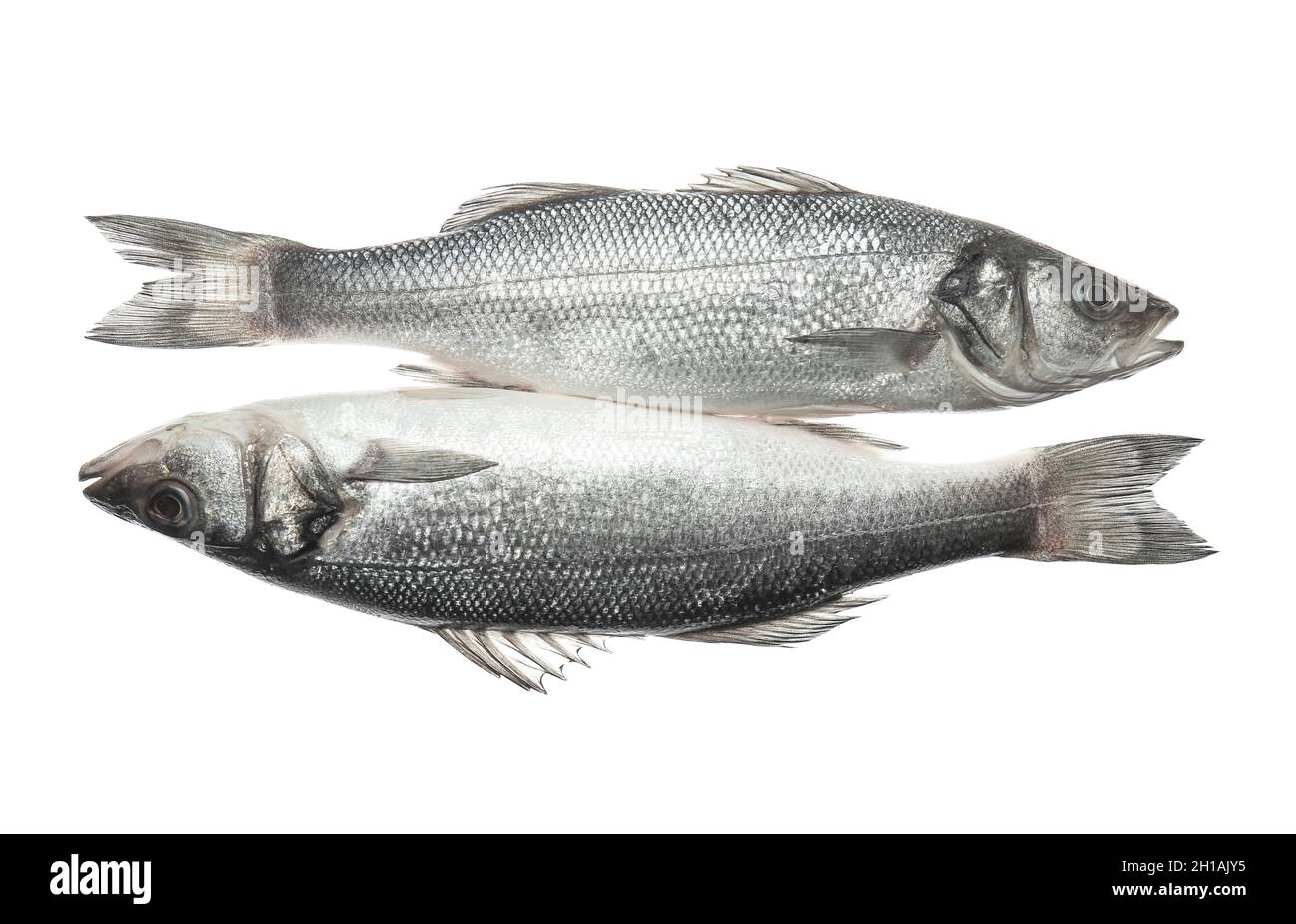 Fresh uncooked sea bass fish on white background Stock Photo - Alamy
