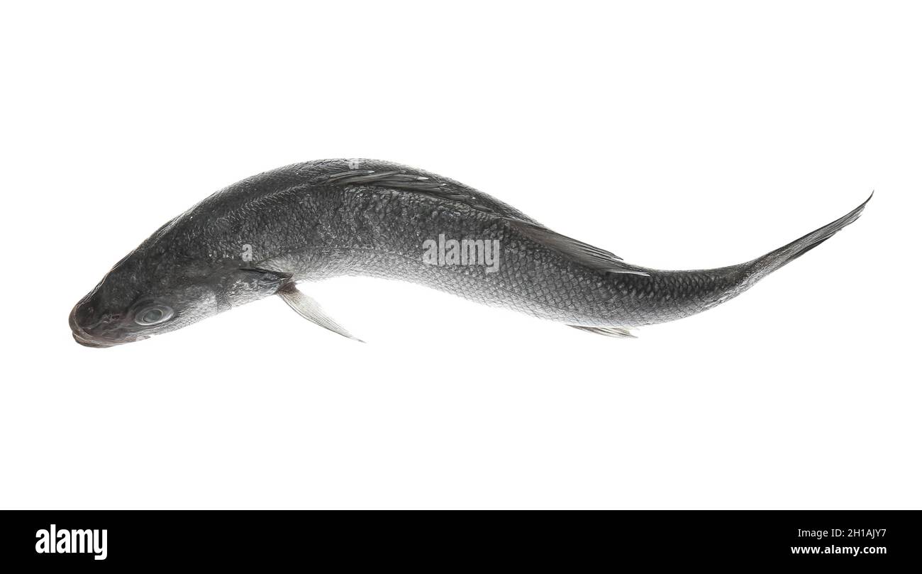 Fresh uncooked sea bass fish on white background Stock Photo - Alamy
