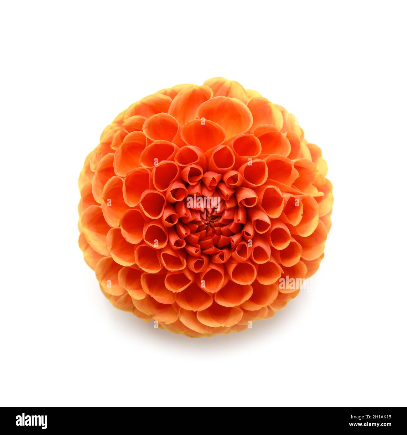 Dahlia flower isolated on white background Stock Photo - Alamy