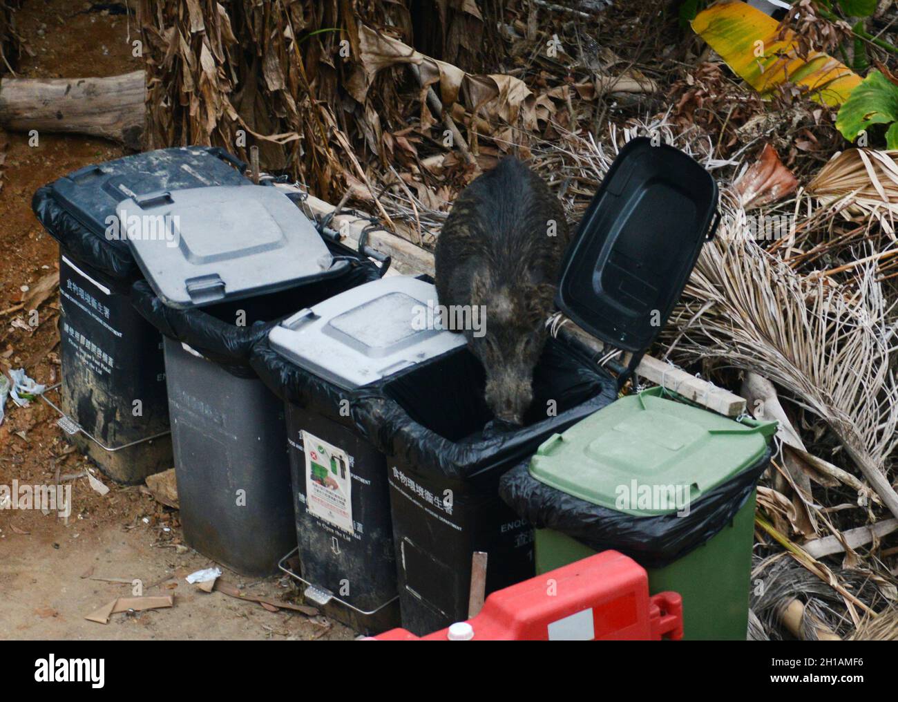 A wild boar opening a rubbish bin  Tai Peng village, Lamma island, Hong Kong. Stock Photo