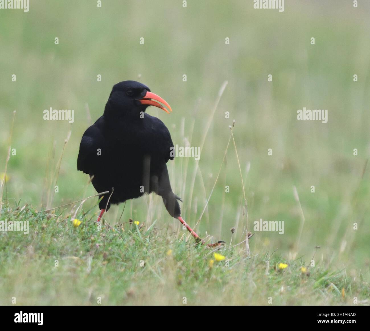 A chough  (Pyrrhocorax pyrrhocorax ) with its distinctive curved red bill feeding on invertebrates n short grass in its typical cliff-top habitat. Sta Stock Photo