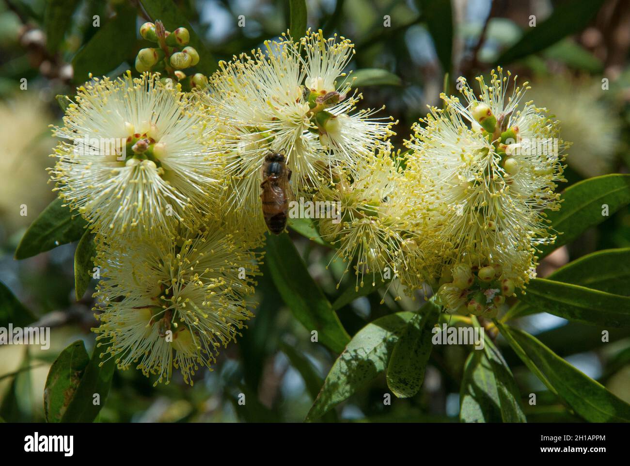 Bee pollinating a bracelet honey myrtle, Melaleuca armillaris, Melbourne, Australia Stock Photo