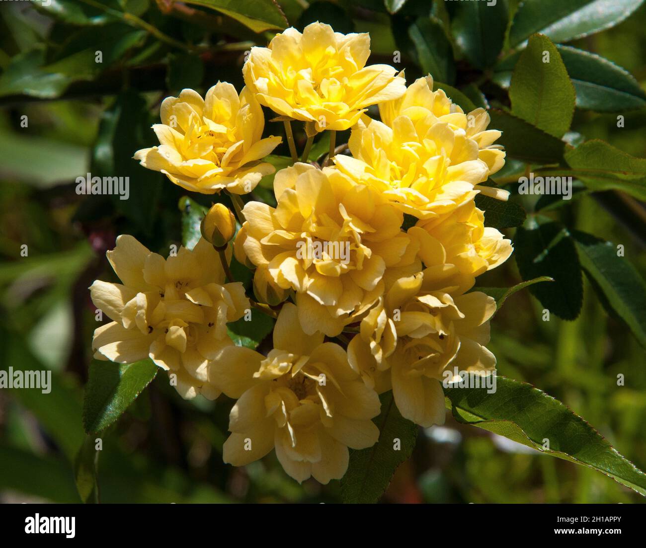 Banksia rose, Rosa banksiae, an evergreen climbing rose, Melbourne