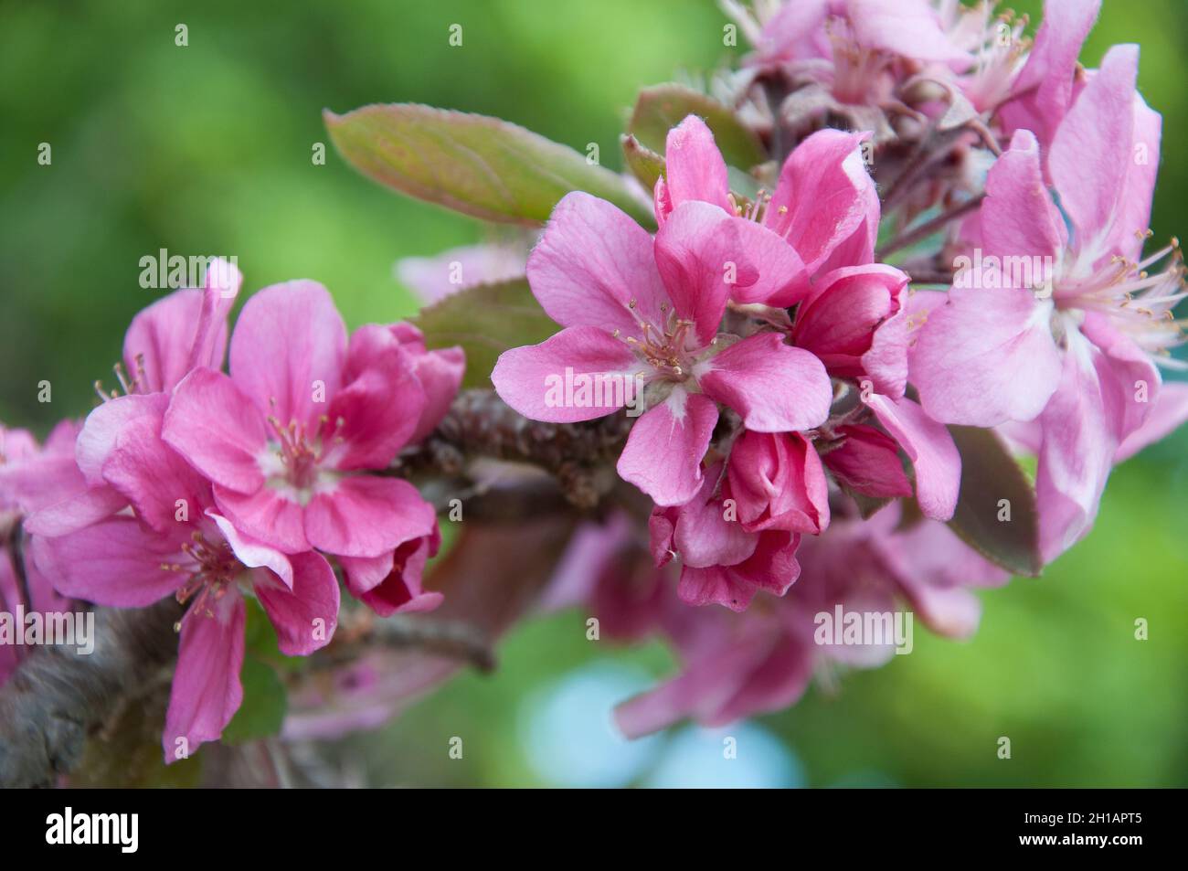 Crab apple, Malus, spring blossom. Melbourne, Australia Stock Photo