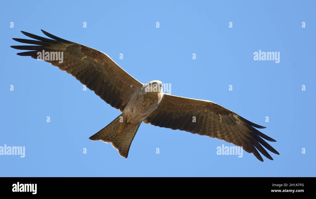 Black Kite (Milvus migrans) flying in NSW, Australia. A common species