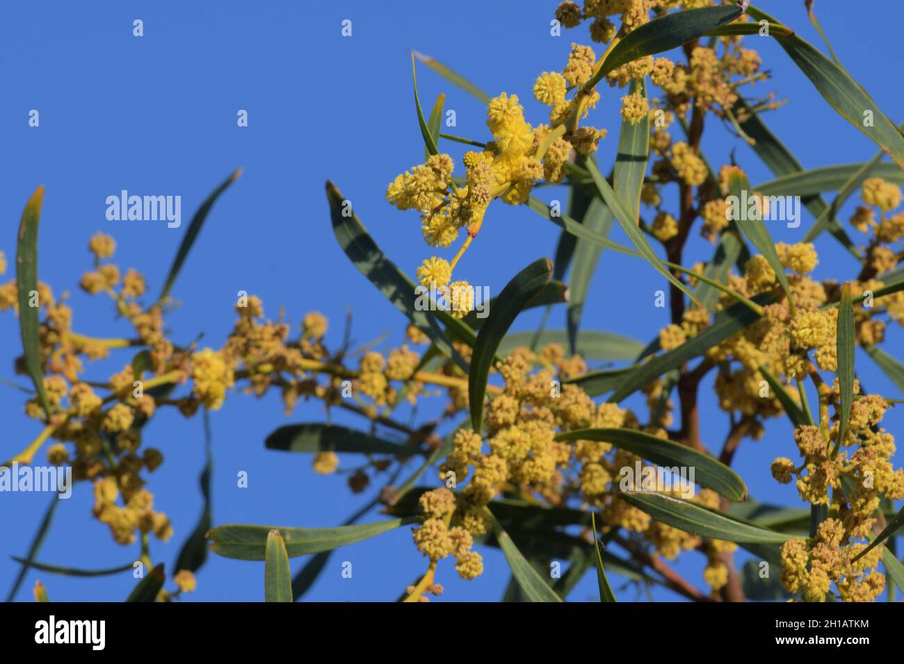 Yellow flowers and leaves of an Acacia (Wattle) tree on the NSW Central Coast, Australia Stock Photo