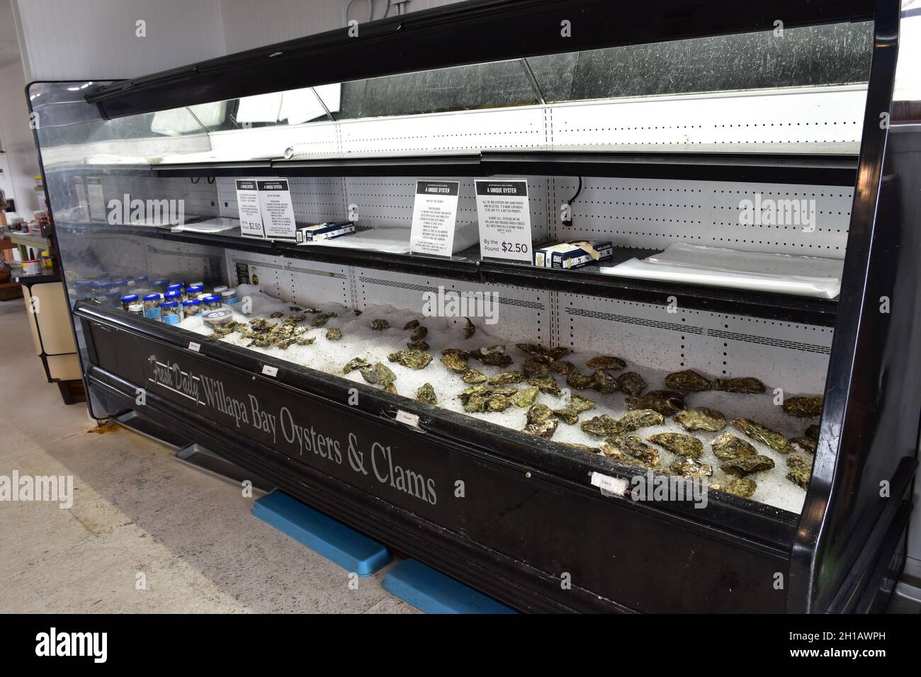 Fresh oysters on ice at the shop at Oysterville Sea Farms, Willapa Bay