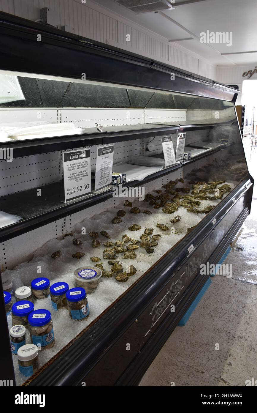 Fresh oysters on display on ice at Oysterville Sea Farms, Willapa Bay