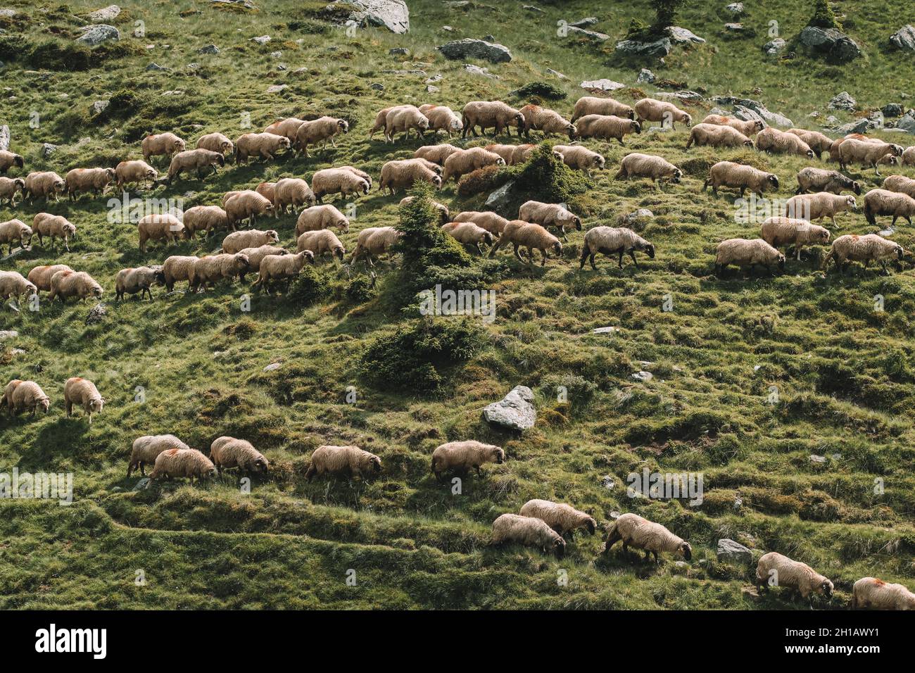 Big flock sheep grazing in hi res stock photography and images alamy