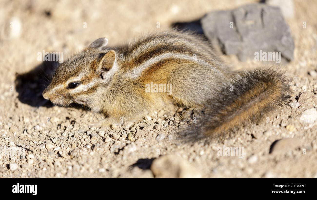 Golden-mantled Ground Squirrel, Juvenile. Nevada County, California, USA. Stock Photo