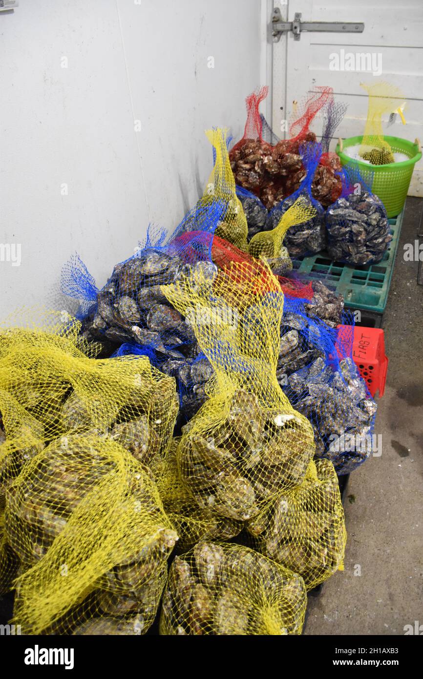 Fresh bagged oysters at Oysterville Sea Farms, Willapa Bay, Long Beach