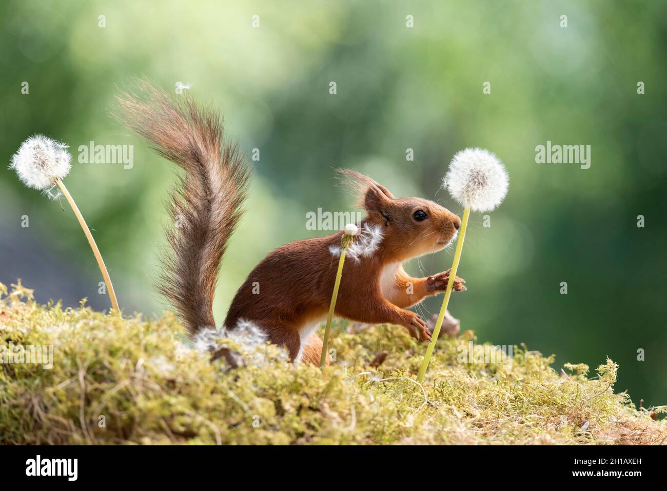 Eekhoorn; Red Squirrel; Sciurus vulgaris is holding a dandelion stem with seeds Stock Photo
