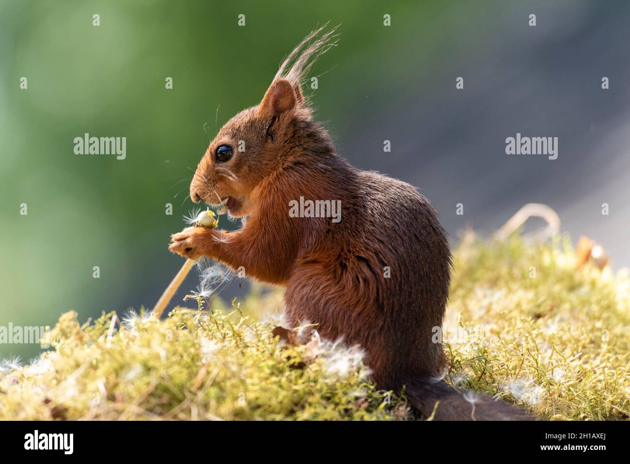 Eekhoorn; Red Squirrel; Sciurus vulgaris is eating a dandelion stem with seeds Stock Photo