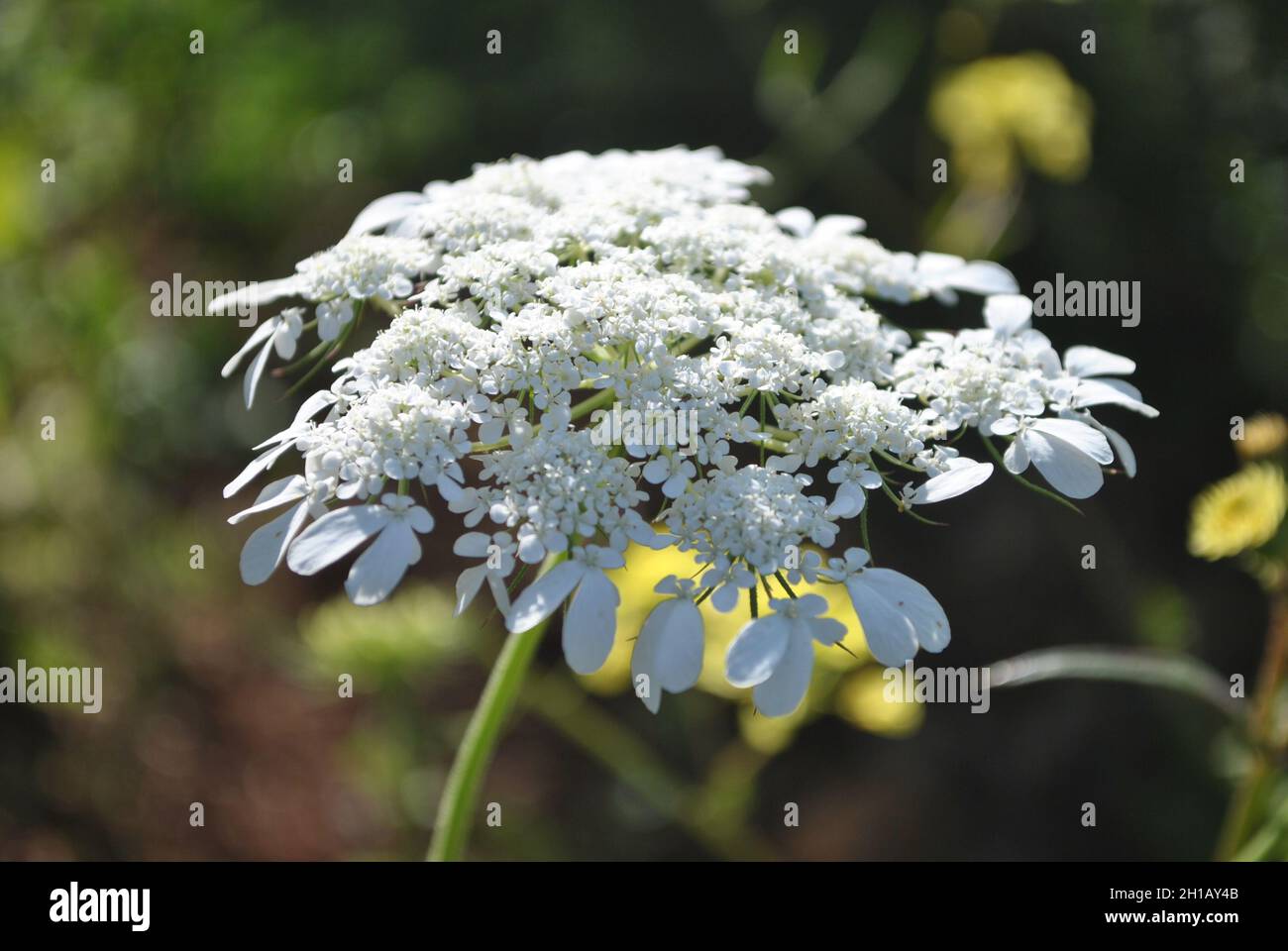 egyptian papyrus plant 20 Cyperus PAPYRUS Paper Reed Water Plant Egyptian Nile Grass Yellow F –  The Pepper Pantry