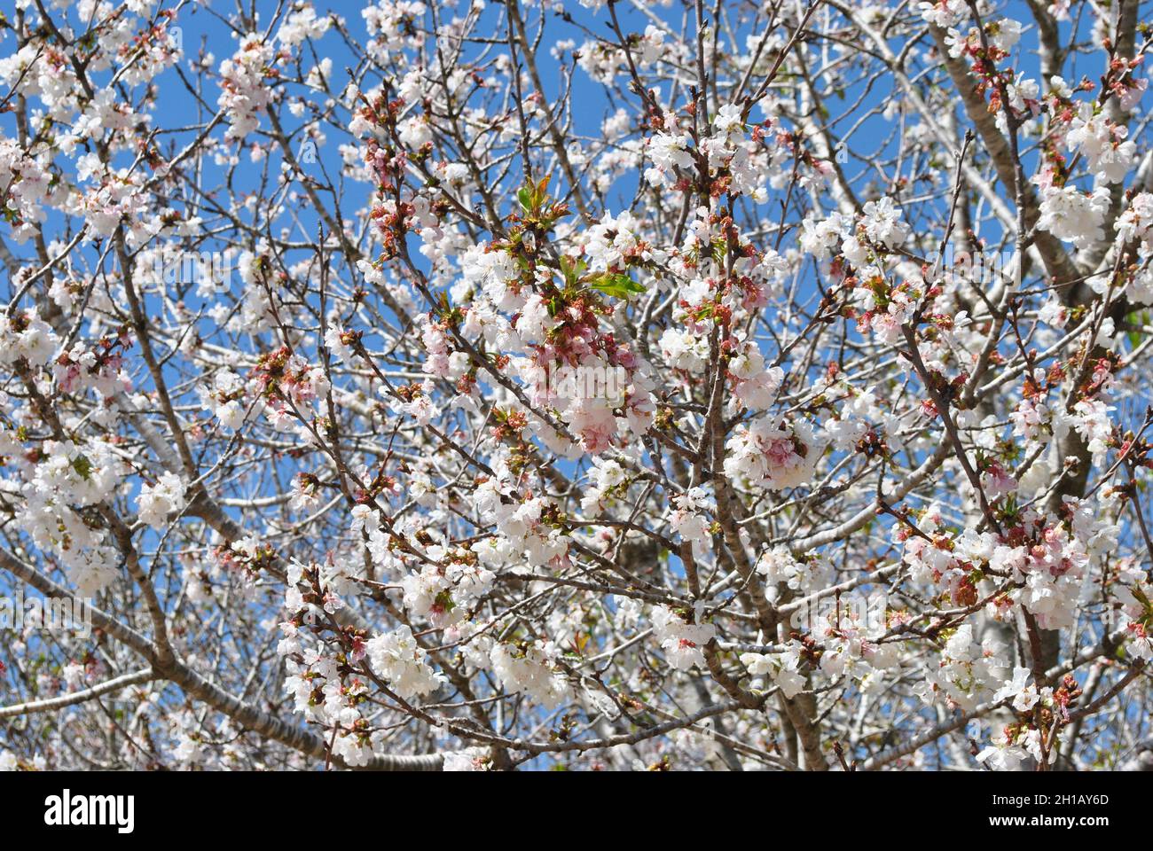 Blossoming almond tree in Israel Stock Photo - Alamy