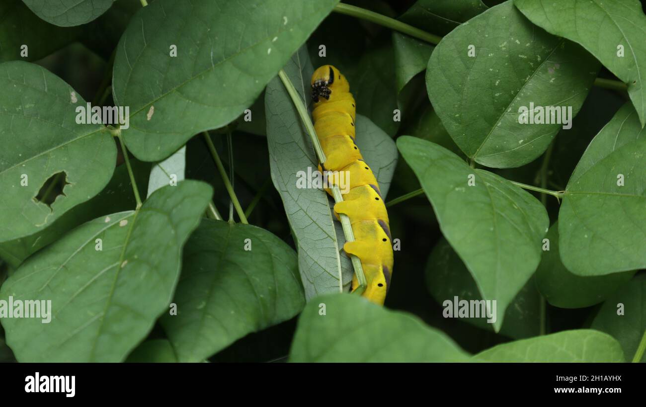 Close up of a large yellow caterpillar to winged bean vine. Caterpillar is lean towards a leaf with folded hands Stock Photo