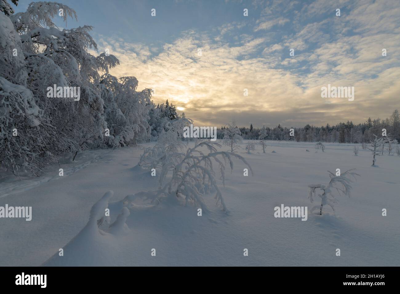 trees are standing in an winter forest landscape Stock Photo - Alamy
