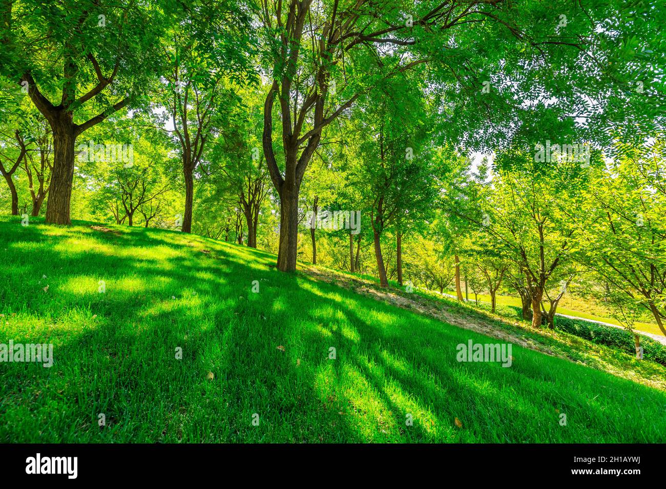 green forest background in a sunny day Stock Photo - Alamy