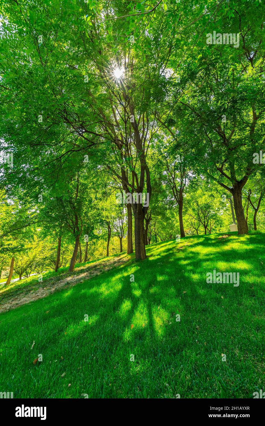 green forest background in a sunny day Stock Photo - Alamy