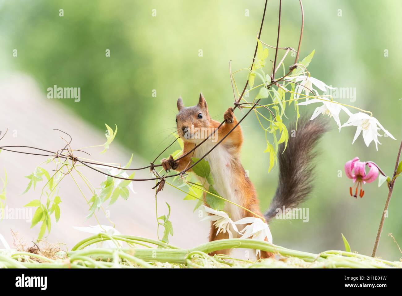 red squirrel is holding a clematis branch Stock Photo