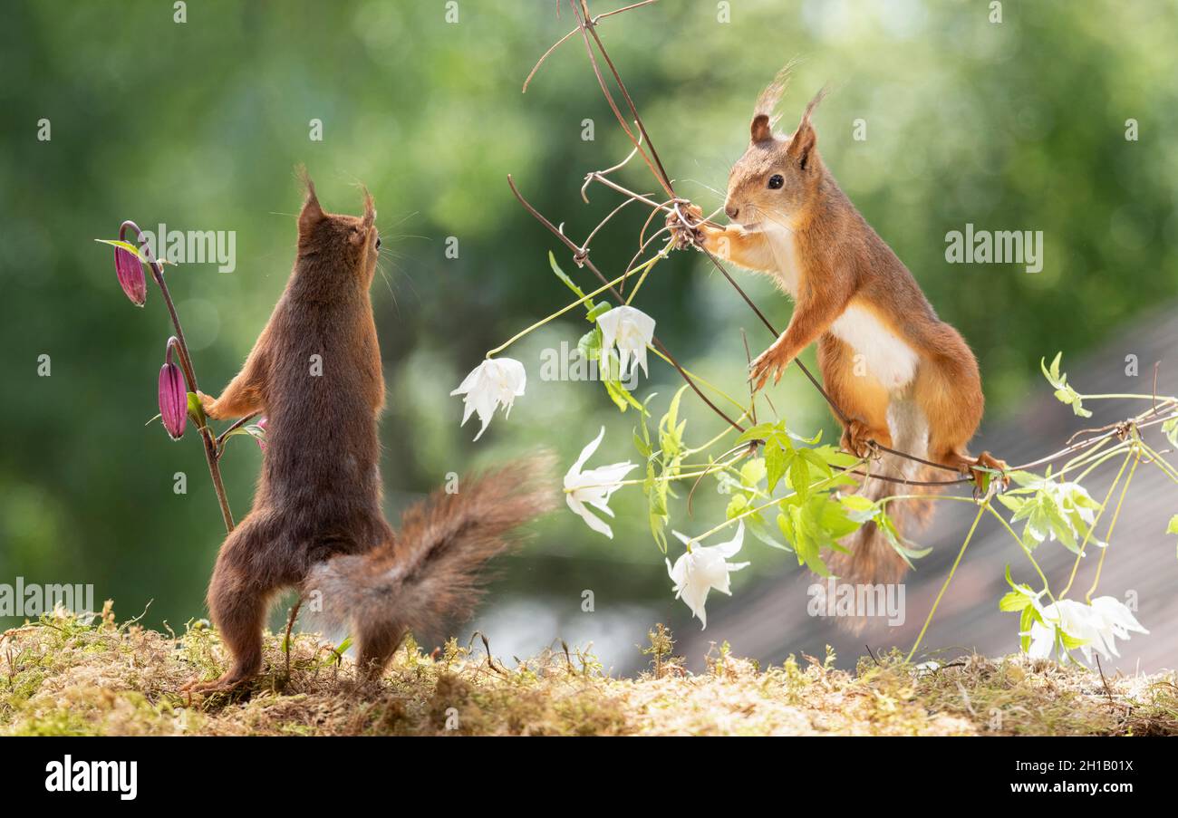 red squirrel is looking at a squirrel from a clematis branch Stock Photo